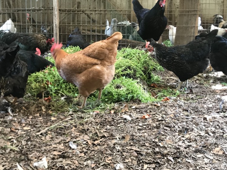 飼ってる鶏から学び 見直す 人間の食事のあり方